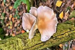 Pilz Fotografie im Photo-To-Art Stil. die kleinen Waldbewohner im Schatten des Unterholzes.