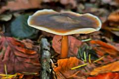 Pilz Fotografie im Photo-To-Art Stil. die kleinen Waldbewohner im Schatten des Unterholzes. Pilz Fotografie im Photo-To-Art Stil. die kleinen Waldbewohner im Schatten des Unterholzes.