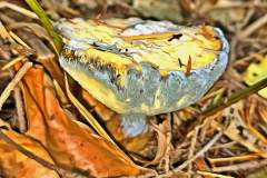 Mushroom photography in a "photo-to-art" style—the little forest dwellers in the shade of the undergrowth. Pilz Fotografie im Photo-To-Art Stil. die kleinen Waldbewohner im Schatten des Unterholzes.