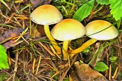 Mushroom photography in a "photo-to-art" style—the little forest dwellers in the shade of the undergrowth. Pilz Fotografie im Photo-To-Art Stil. die kleinen Waldbewohner im Schatten des Unterholzes.