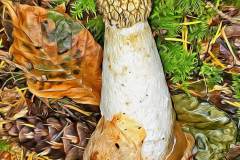 Mushroom photography in a "photo-to-art" style—the little forest dwellers in the shade of the undergrowth. Pilz Fotografie im Photo-To-Art Stil. die kleinen Waldbewohner im Schatten des Unterholzes.