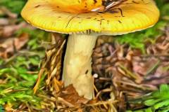 Mushroom photography in a "photo-to-art" style—the little forest dwellers in the shade of the undergrowth. Pilz Fotografie im Photo-To-Art Stil. die kleinen Waldbewohner im Schatten des Unterholzes.