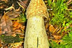 Mushroom photography in a "photo-to-art" style—the little forest dwellers in the shade of the undergrowth. Pilz Fotografie im Photo-To-Art Stil. die kleinen Waldbewohner im Schatten des Unterholzes.
