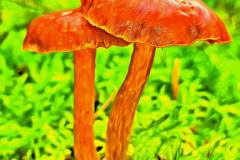 Mushroom photography in a "photo-to-art" style—the little forest dwellers in the shade of the undergrowth. Pilz Fotografie im Photo-To-Art Stil. die kleinen Waldbewohner im Schatten des Unterholzes.