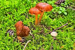Mushroom photography in a "photo-to-art" style—the little forest dwellers in the shade of the undergrowth. Pilz Fotografie im Photo-To-Art Stil. die kleinen Waldbewohner im Schatten des Unterholzes.