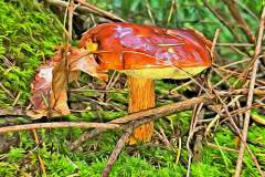 Mushroom photography in a "photo-to-art" style—the little forest dwellers in the shade of the undergrowth. Pilz Fotografie im Photo-To-Art Stil. die kleinen Waldbewohner im Schatten des Unterholzes.
