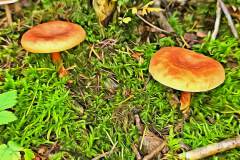 Mushroom photography in a "photo-to-art" style—the little forest dwellers in the shade of the undergrowth. Pilz Fotografie im Photo-To-Art Stil. die kleinen Waldbewohner im Schatten des Unterholzes.
