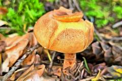 Mushroom photography in a "photo-to-art" style—the little forest dwellers in the shade of the undergrowth. Pilz Fotografie im Photo-To-Art Stil. die kleinen Waldbewohner im Schatten des Unterholzes.