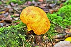Pilz Fotografie im Photo-To-Art Stil. die kleinen Waldbewohner im Schatten des Unterholzes. Pilz Fotografie im Photo-To-Art Stil. die kleinen Waldbewohner im Schatten des Unterholzes.