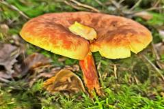 Mushroom photography in a "photo-to-art" style—the little forest dwellers in the shade of the undergrowth. Pilz Fotografie im Photo-To-Art Stil. die kleinen Waldbewohner im Schatten des Unterholzes.