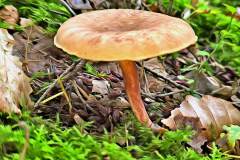 Mushroom photography in a "photo-to-art" style—the little forest dwellers in the shade of the undergrowth. Pilz Fotografie im Photo-To-Art Stil. die kleinen Waldbewohner im Schatten des Unterholzes.