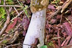 Mushroom photography in a "photo-to-art" style—the little forest dwellers in the shade of the undergrowth. Pilz Fotografie im Photo-To-Art Stil. die kleinen Waldbewohner im Schatten des Unterholzes.