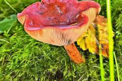 Mushroom photography in a "photo-to-art" style—the little forest dwellers in the shade of the undergrowth. Pilz Fotografie im Photo-To-Art Stil. die kleinen Waldbewohner im Schatten des Unterholzes.
