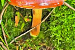 Mushroom photography in a "photo-to-art" style—the little forest dwellers in the shade of the undergrowth. Pilz Fotografie im Photo-To-Art Stil. die kleinen Waldbewohner im Schatten des Unterholzes.