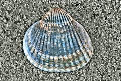 Herzmuschel im Sand, Photo-to-ART Conchylien Serie.