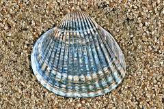 Herzmuschel im Sand, Photo-to-ART Conchylien Serie.