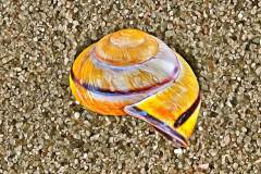 Schneckenhaus im Sand, Photo-to-ART Conchylien Serie.