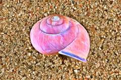 Schneckenhaus im Sand, Photo-to-ART Conchylien Serie.