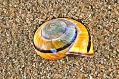 Schneckenhaus im Sand, Photo-to-ART Conchylien Serie.