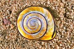 Schneckenhaus im Sand, Photo-to-ART Conchylien Serie.