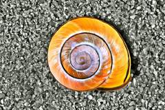 Schneckenhaus im Sand, Photo-to-ART Conchylien Serie.