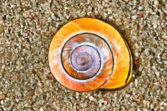 Schneckenhaus im Sand, Photo-to-ART Conchylien Serie.