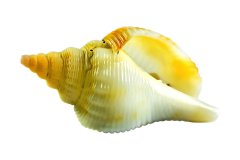 Flügelschnecke auf weißem Hintergrund, Photo-to-ART Conchylien Kunstserie.
