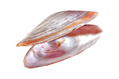 Geoeffnete Muschel auf weißem Hintergrund, Photo-to-ART Conchylien Kunstserie.