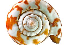 Kegelschnecke auf weißem Hintergrund, Photo-to-ART Conchylien Kunstserie.