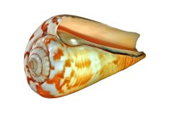 Kegelschnecke auf weißem Hintergrund, Photo-to-ART Conchylien Kunstserie.