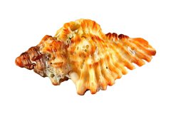 Meeresschnecke auf weißem Hintergrund, Photo-to-ART Conchylien Kunstserie.