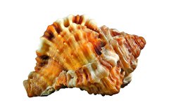 Meeresschnecke auf weißem Hintergrund, Photo-to-ART Conchylien Kunstserie.
