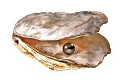Geöffnete, freigestellte Auster mit schwarzer Perle auf weißem Hintergrund, Photo-to-ART Conchylien Kunstserie.
