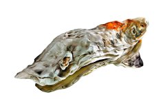 Geöffnete, freigestellte Auster auf weißem Hintergrund, Photo-to-ART Conchylien Kunstserie.