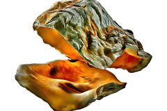 Geöffnete, freigestellte Auster auf weißem Hintergrund, Photo-to-ART Conchylien Kunstserie.