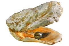 Geöffnete, freigestellte Auster mit schwarzer Perle auf weißem Hintergrund, Photo-to-ART Conchylien Kunstserie.