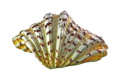 Gefächerte Muschel vor weißem Hintergrund, Photo-to-ART Conchylien Kunstserie.
