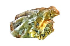 Leafy Jewel Box Sea Shell vor reinweißen Hintergrund, Photo-to-ART Conchylien Kunstserie.