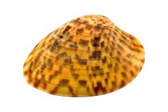 Gerundete Meermandel auf weißem Hintergrund, Photo to ART Kunstserie.