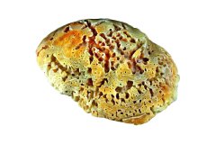 Gelb-orange Muschelschale auf weißem Hintergrund, Photo-to-ART Conchylien Kunstserie.
