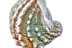 Faszinierende Spiny Jewel Box shell vor reinweißem Hintergrund, Photo to ART Conchylien Kunstserie.