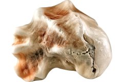 Grau-braun farbene Muschel auf weißem Hintergrund, Photo-to-ART Conchylien Kunstserie.