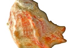 Orange-creme farbene Muschel auf weißem Hintergrund, Photo-to-ART Conchylien Kunstserie.