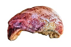 Rötlich-creme farbene Muschel auf weißem Hintergrund, Photo-to-ART Conchylien Kunstserie.