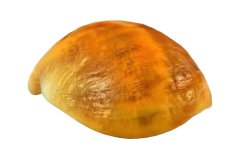 Gelb-orange farbene Muschel auf weißem Hintergrund, Photo-to-ART Conchylien Kunstserie.