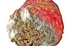 Strukturierte Muschelschale auf weißem Hintergrund, Photo-to-ART Conchylien Kunstserie.