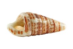 Pyramidenschnecke Pyramidella auf weißem Hintergrund, Photo-to-ART Conchylien Kunstserie