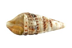 Pyramidenschnecke Pyramidella auf weißem Hintergrund, Photo-to-ART Conchylien Kunstserie