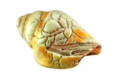 Meeresschnecke auf weißem Hintergrund, Photo-to-ART Conchylien Kunstserie.