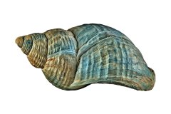 Türkis-creme farbenes Schneckenhaus vor weißem, rechteckigen Hintergrund aus der Photo-to-ART Conchylien Kunstserie.